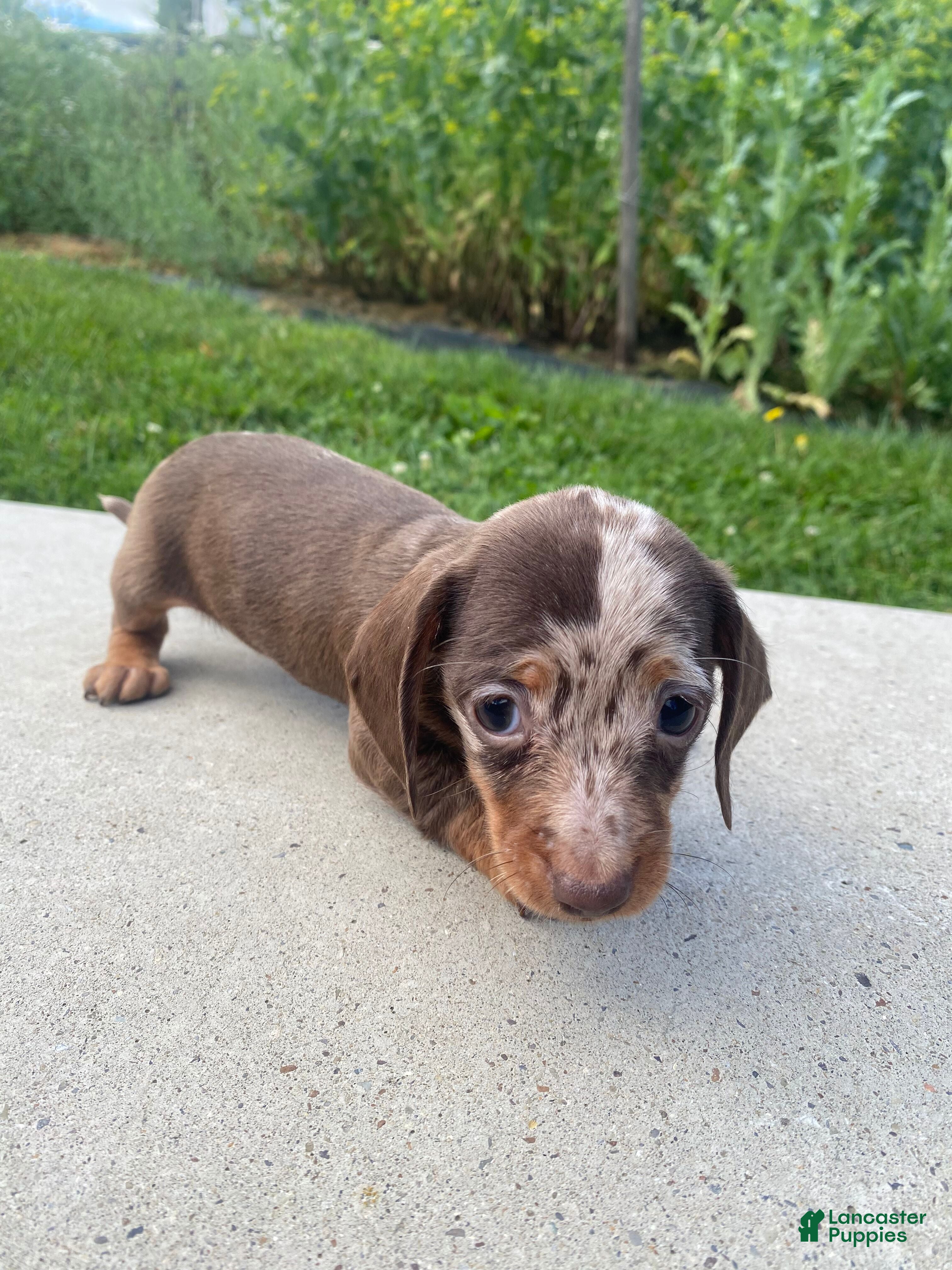 Miniature Dachshund dogs Honey - Ad 2