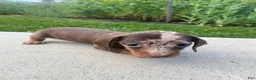 Miniature Dachshund dogs for sale: Honey - Ad 2