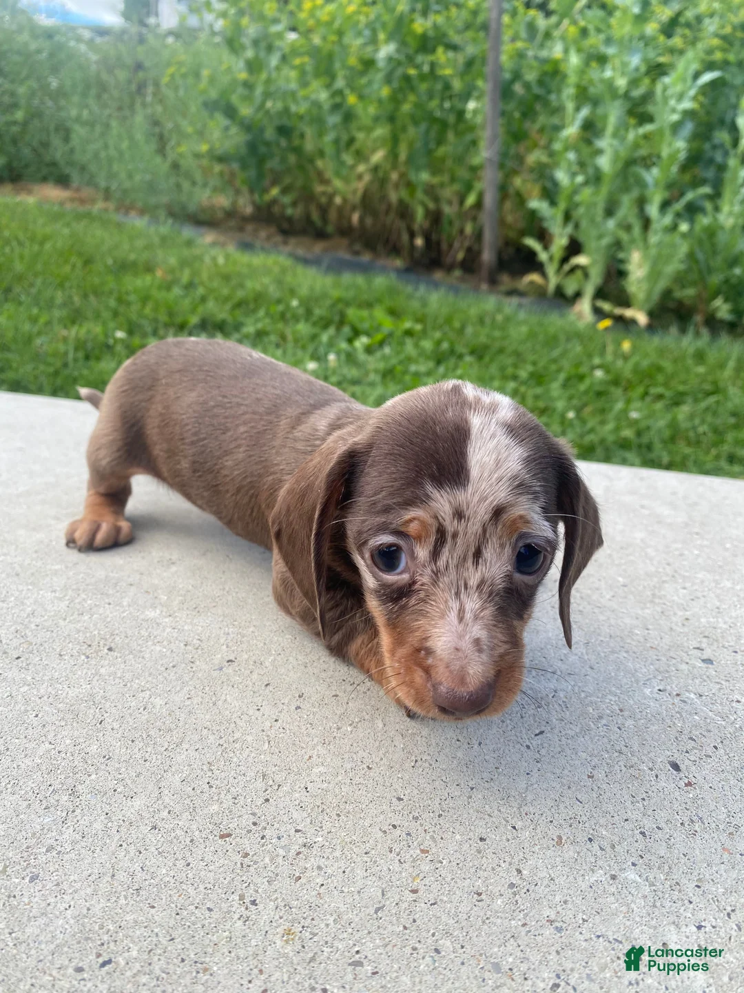 Miniature Dachshund dogs for sale: Honey - Ad 2