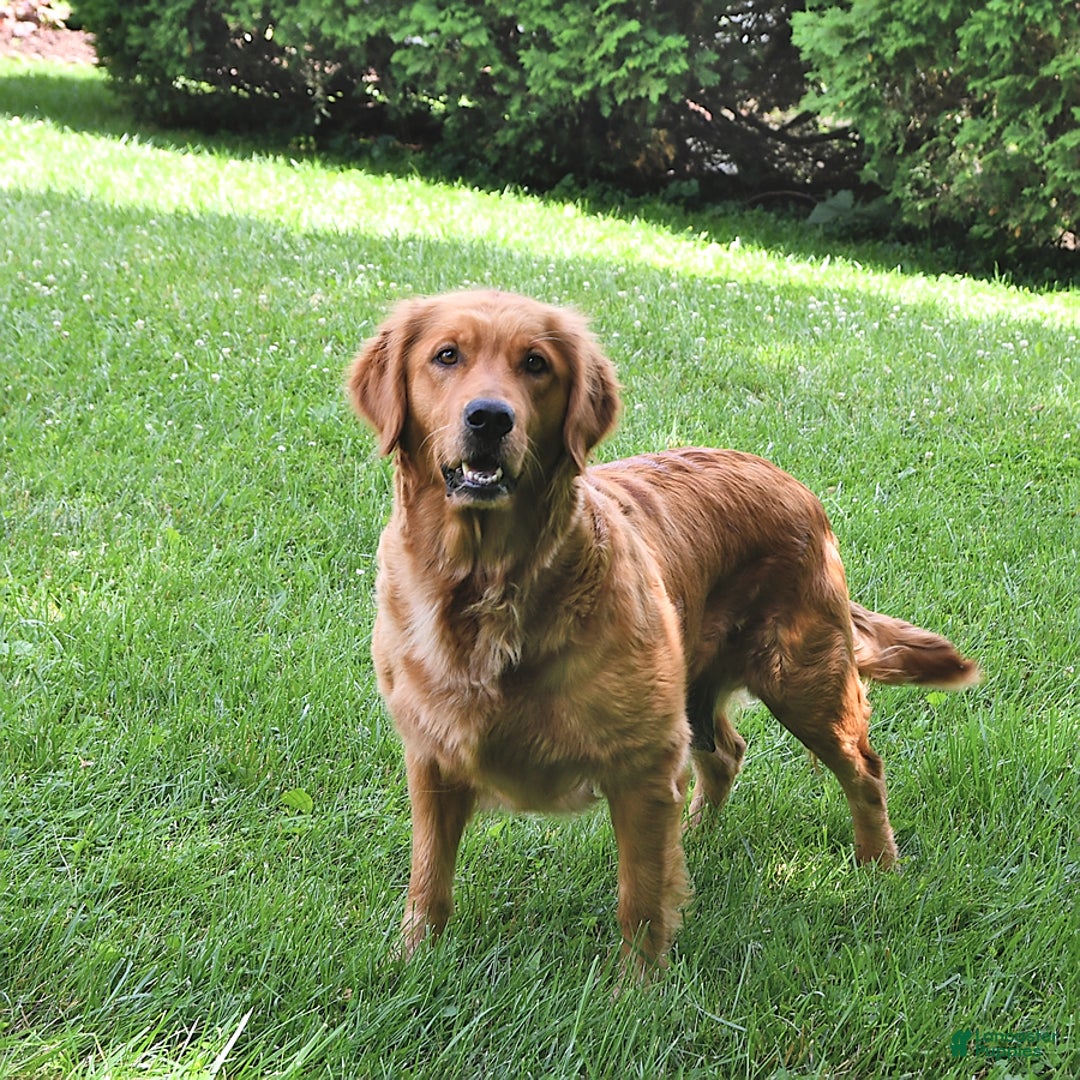 Golden Retriever dogs for sale: Ryker  - Ad 6