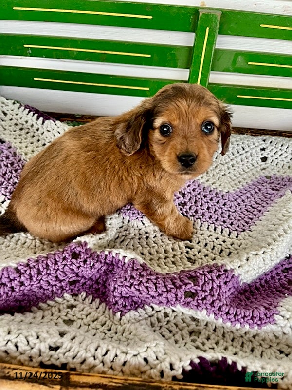 Mixed Breed dogs Echo - Ad 16