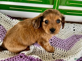 Mixed Breed dogs Echo - Ad 21