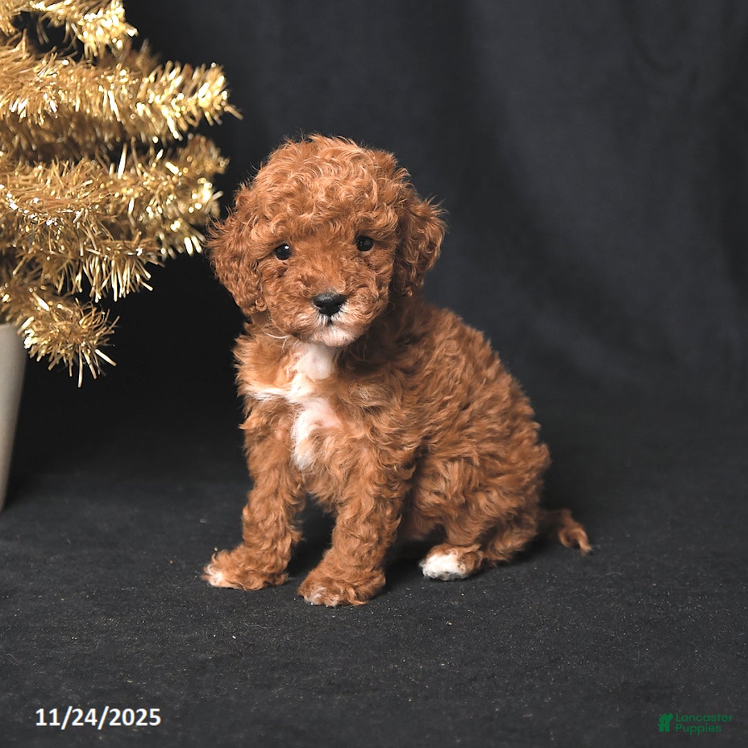 Toy Poodle dogs for sale: Tiny Biscuit - Ad 3