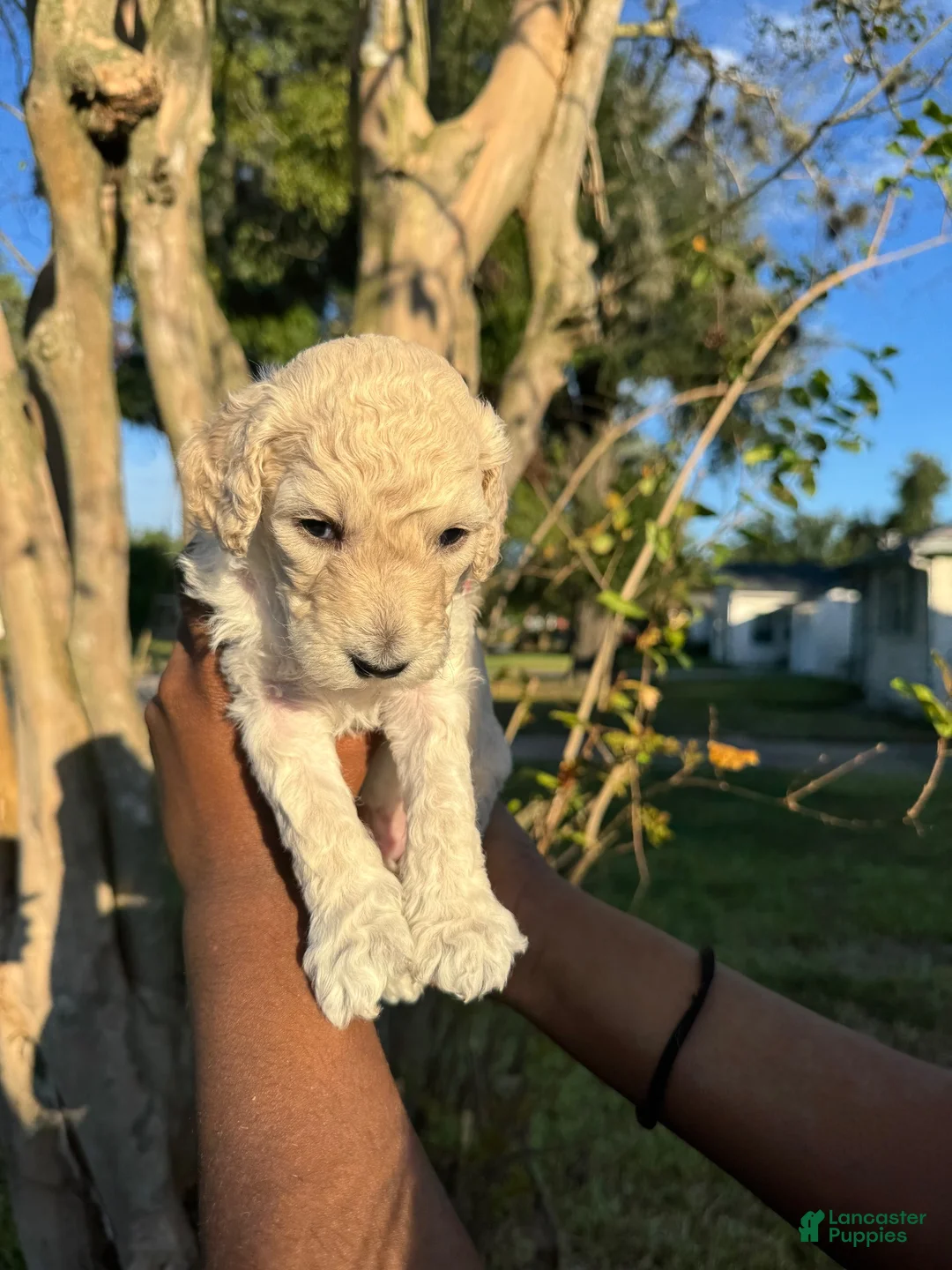 Standard Poodle dogs for sale: Standard Poodle 4 - Ad 1