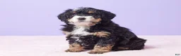 Mini Bernedoodle dogs for sale: Waffles - Ad 4