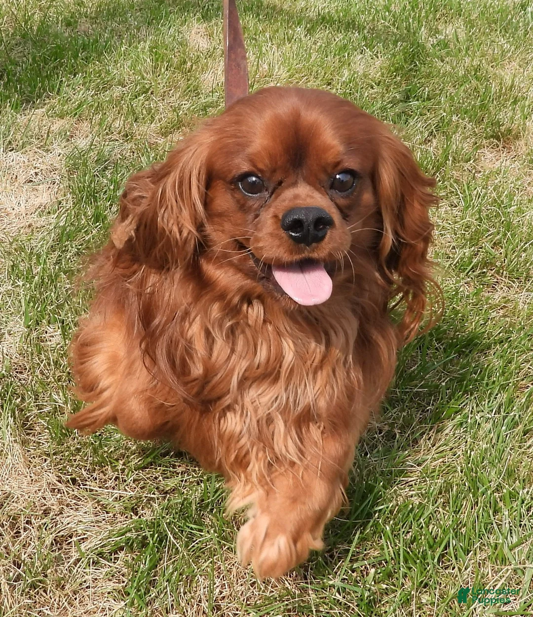 Cavalier King Charles Spaniel dogs for sale: Five Paddocks Bentley - Ad 2