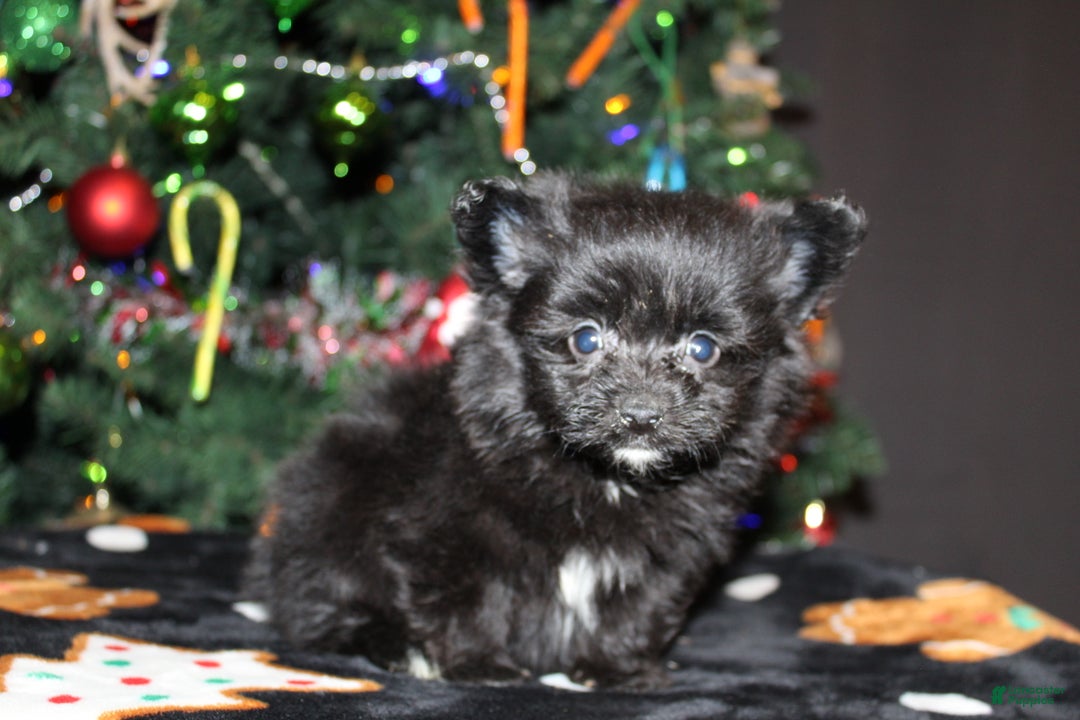 Pomapoo dogs for sale: Poppy - Ad 6