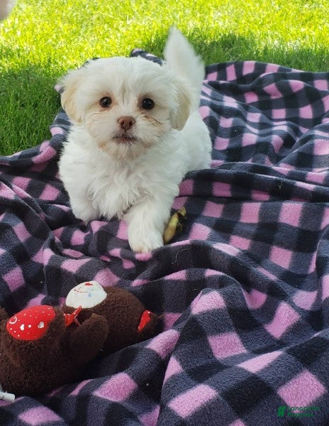 Teddy Bear dogs Bennington - Ad 2