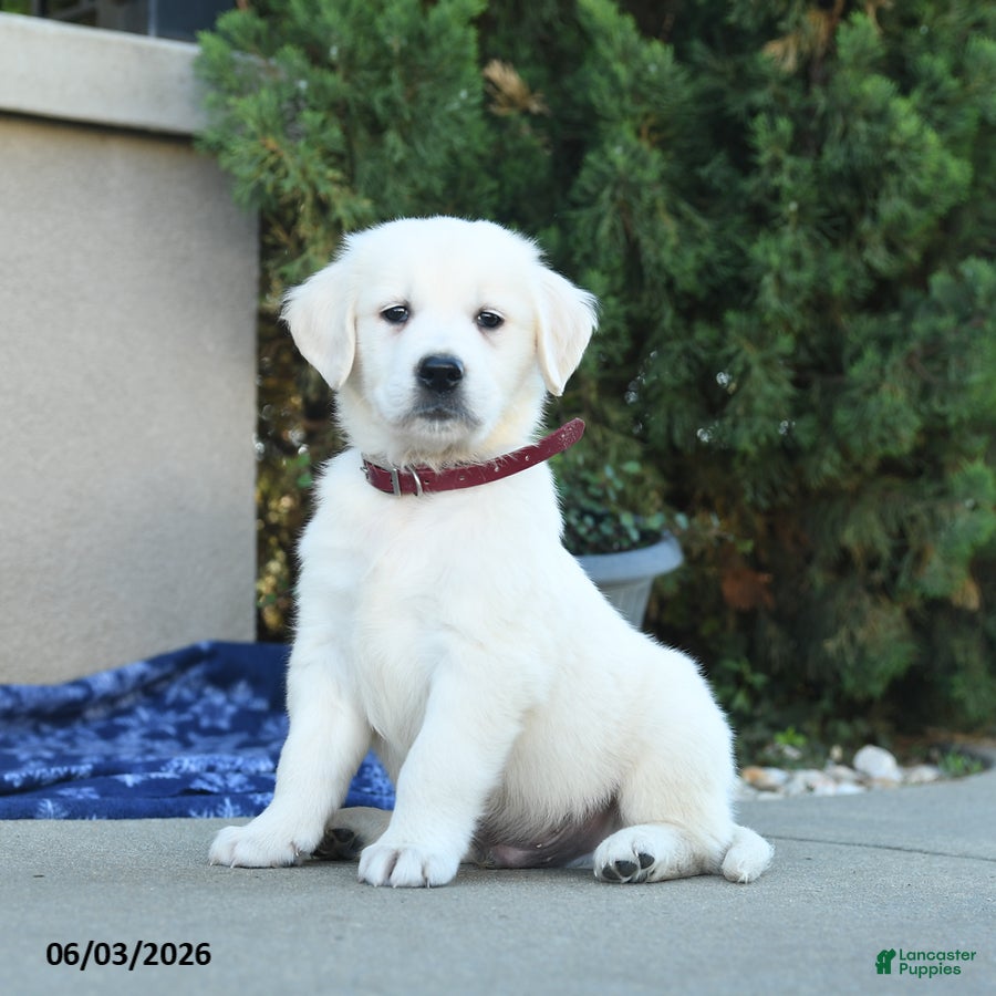 Golden Retriever dogs Freddy - Ad 1