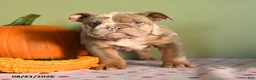 English Bulldog dogs for sale: Margret - Ad 3