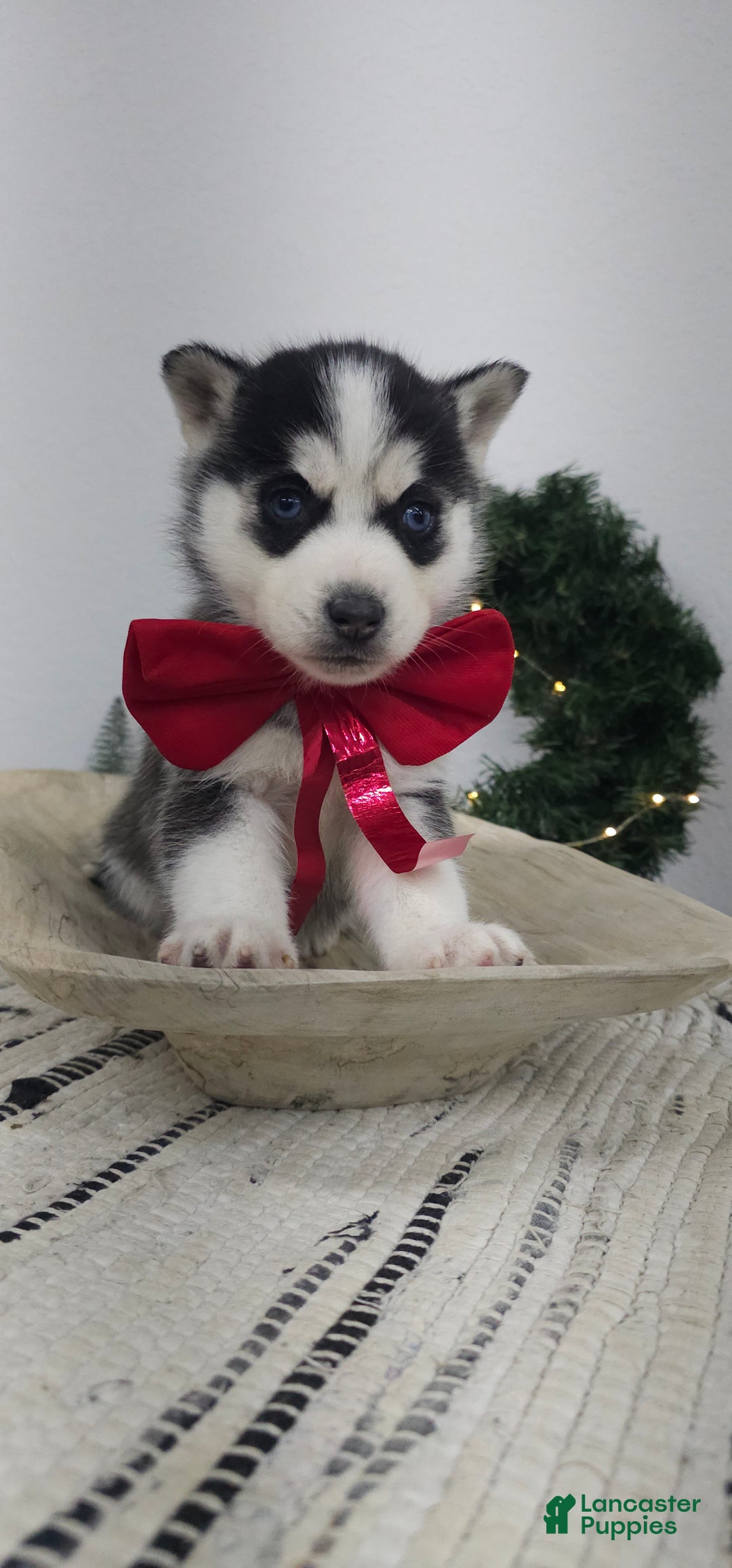 Siberian Husky dogs for sale: Albus - Ad 4