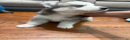 Siberian Husky dogs for sale: Panda - Ad 1