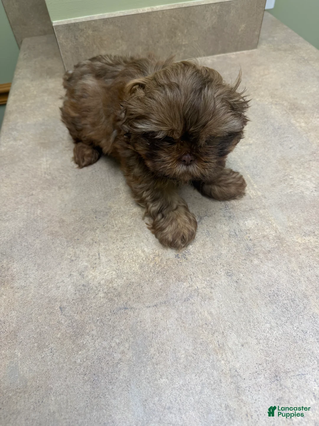 Shih Tzu dogs for sale: Shih Tzu Puppy 2 - Ad 7