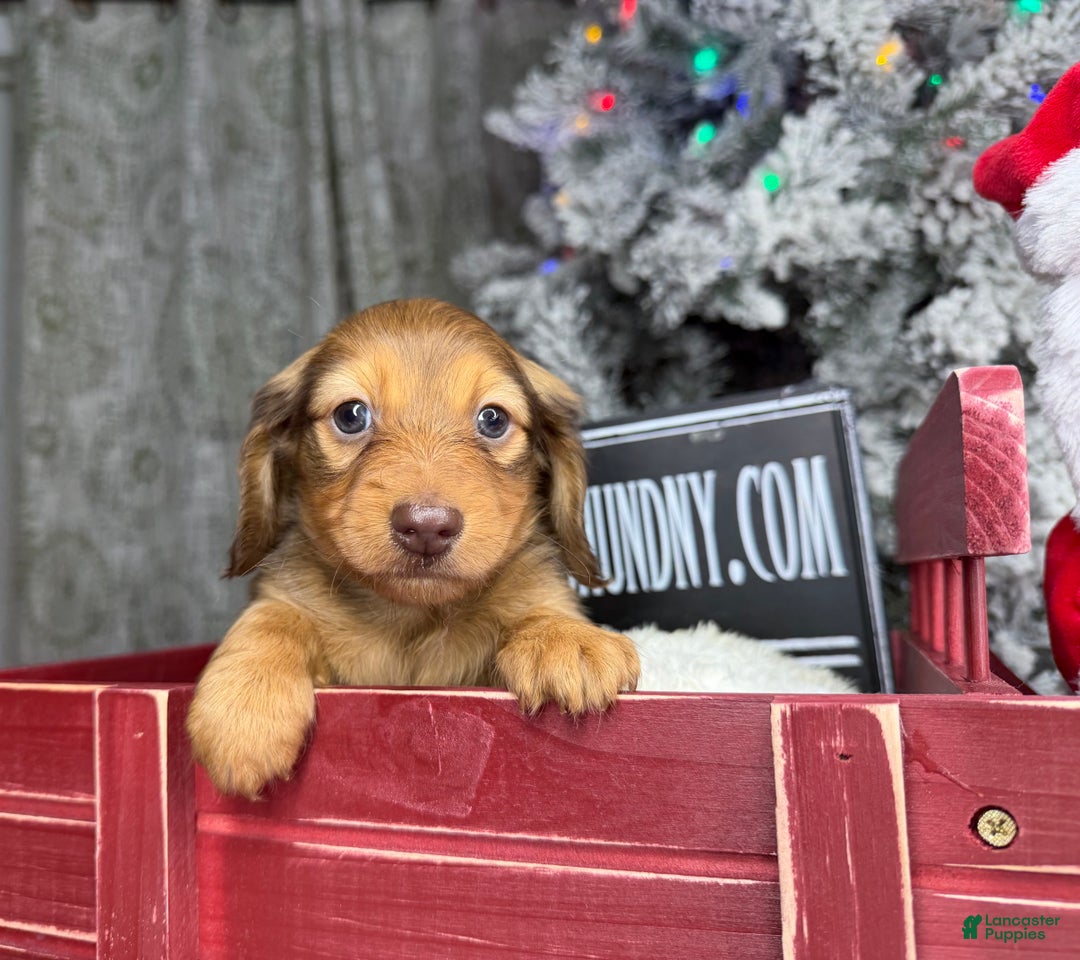 Miniature Dachshund dogs for sale: Green eyes- South african - Ad 13