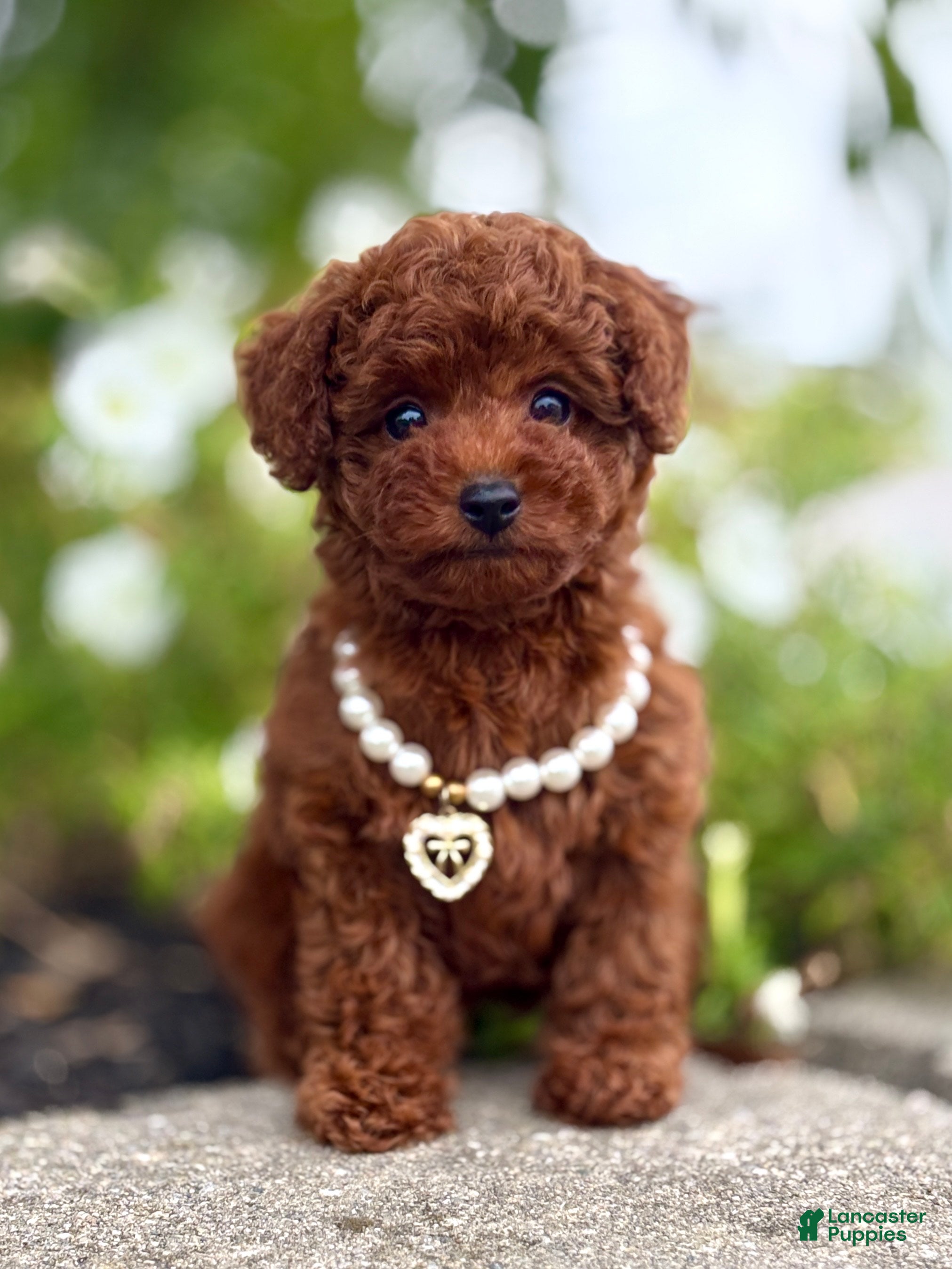 Toy Poodle dogs Mercy Toy Poodle  - Ad 2