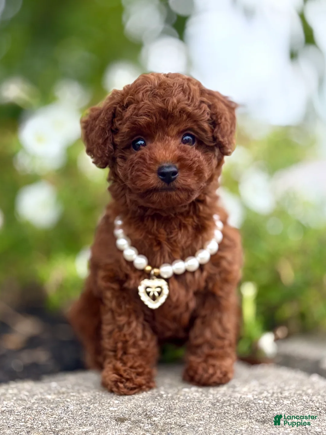 Toy Poodle dogs for sale: Mercy Toy Poodle  - Ad 2