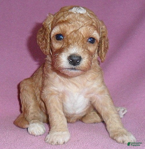 Cockapoo dogs Lucy - Ad 1