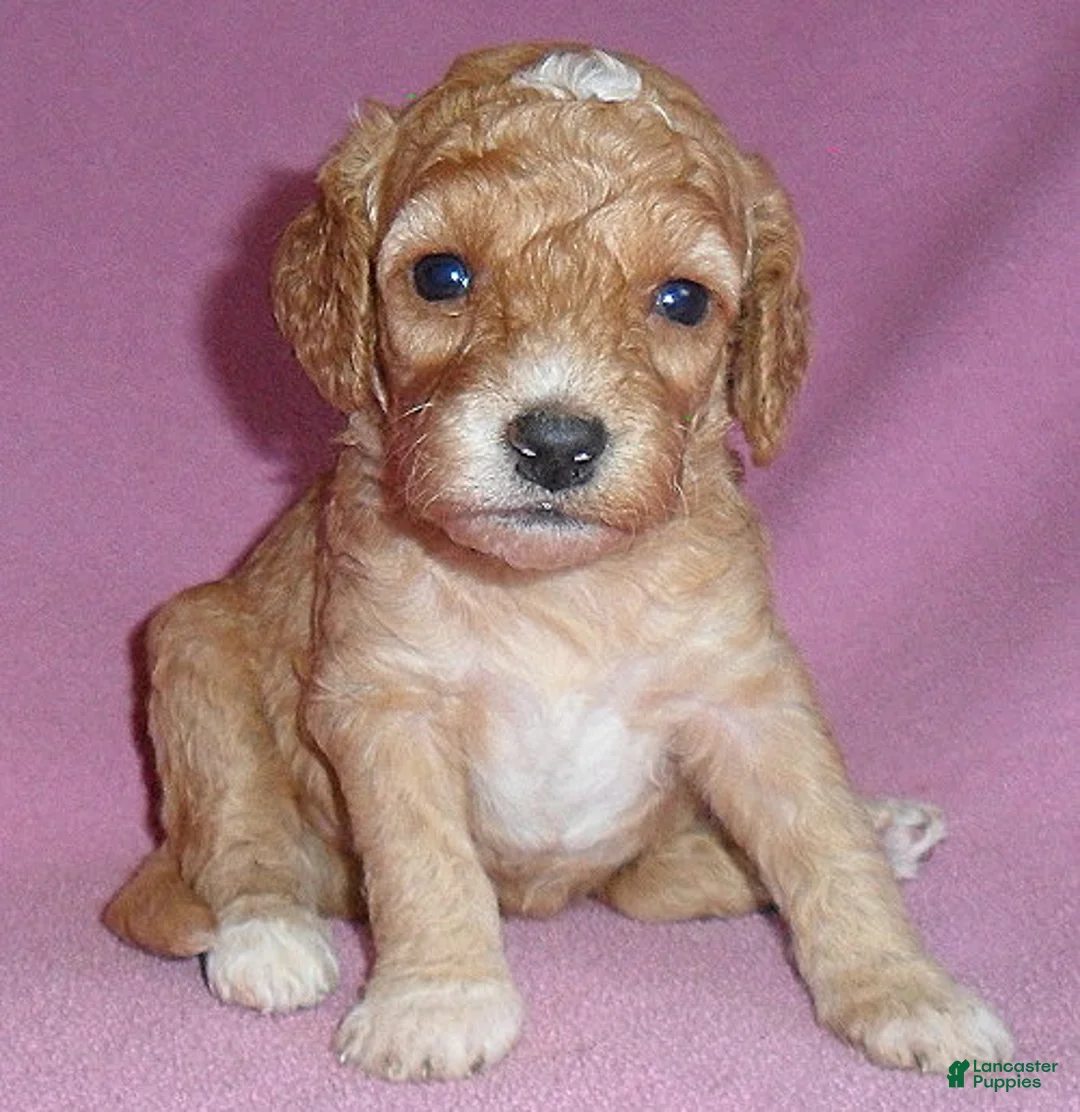 Cockapoo dogs for sale: Lucy - Ad 1