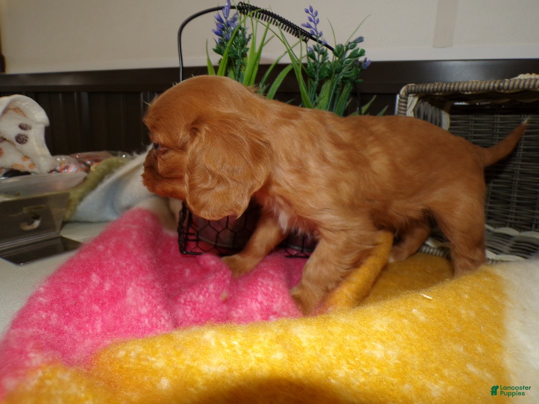 Cavalier King Charles Spaniel dogs for sale: Cavalier King Charles Spaniel Puppy 3 Miley - Ad 3
