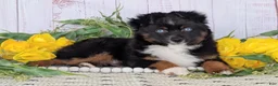 Toy Australian Shepherd dogs for sale: Banjo - Ad 3