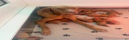 Vizsla dogs for sale: Green - Ad 4