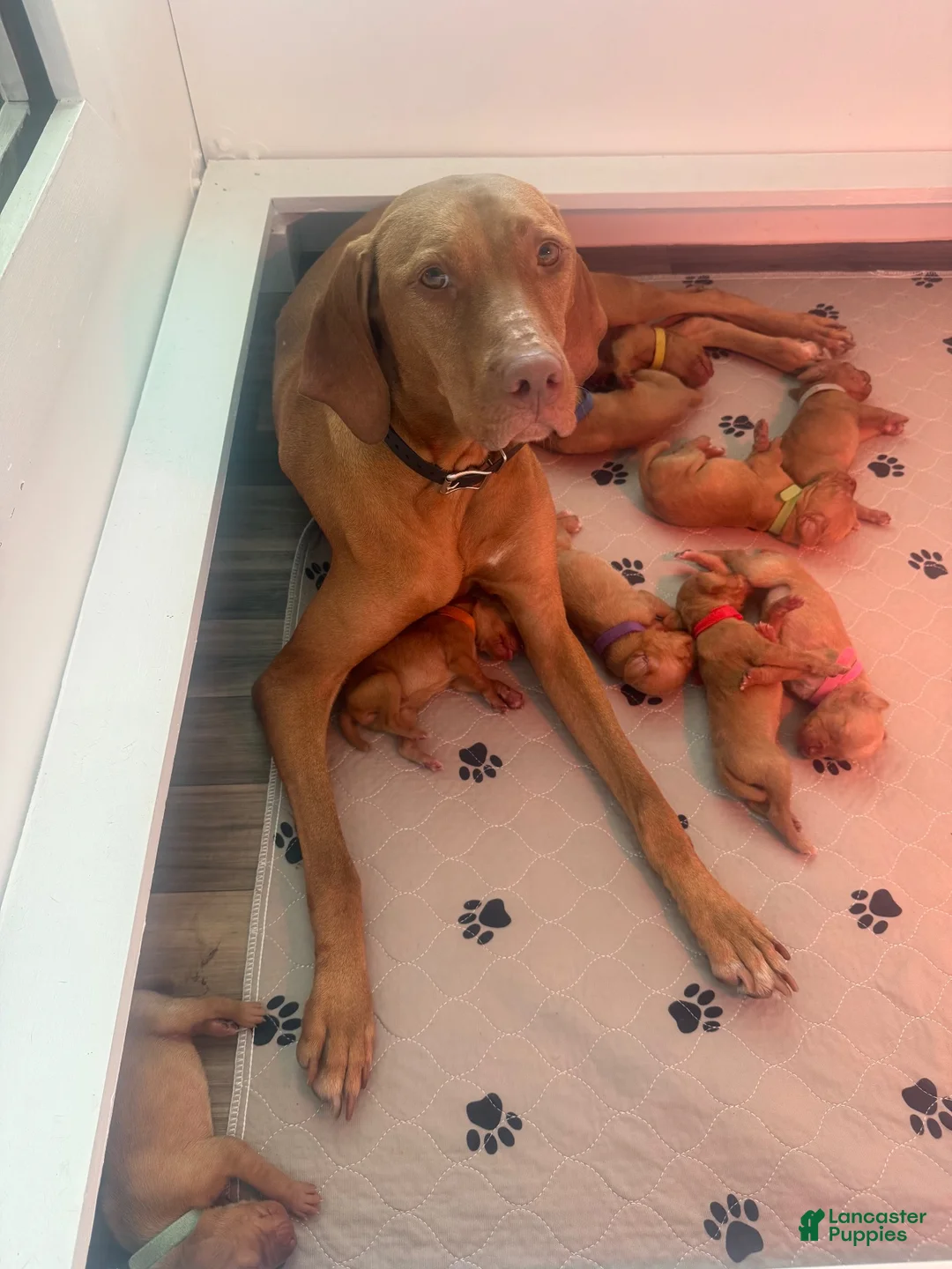 Vizsla dogs for sale: Green - Ad 4