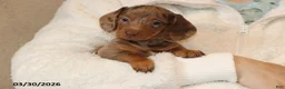 Miniature Dachshund dogs for sale: Polly - Ad 3
