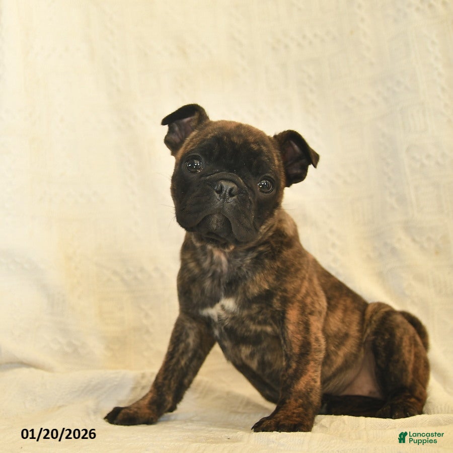 Mixed Breed dogs Beauty  - Ad 34