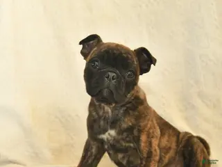 Mixed Breed dogs Beauty - Ad 34