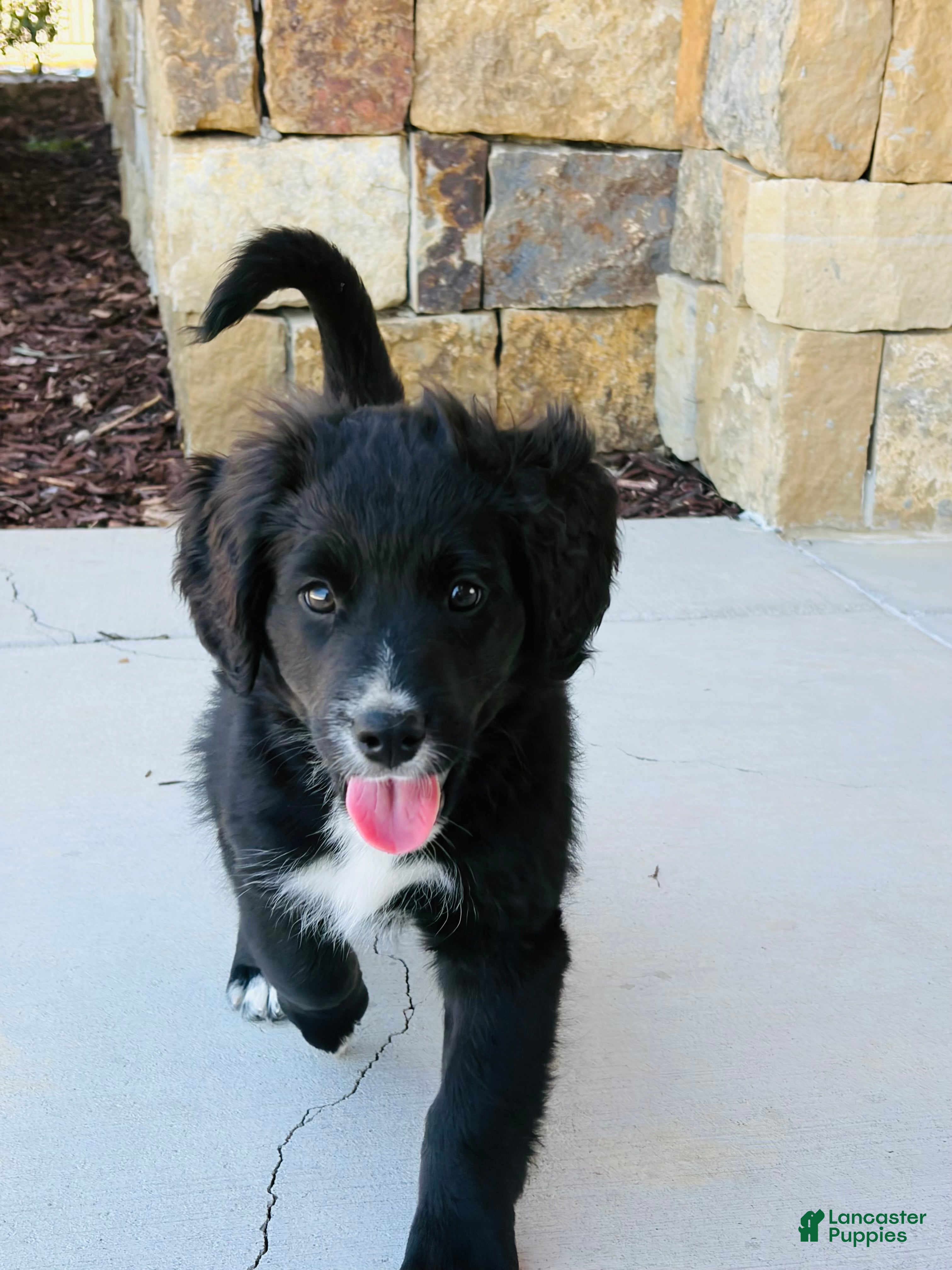 Mixed Breed dogs Bella - Ad 2