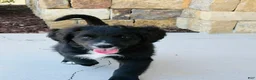 Mixed Breed dogs for sale: Bella - Ad 2