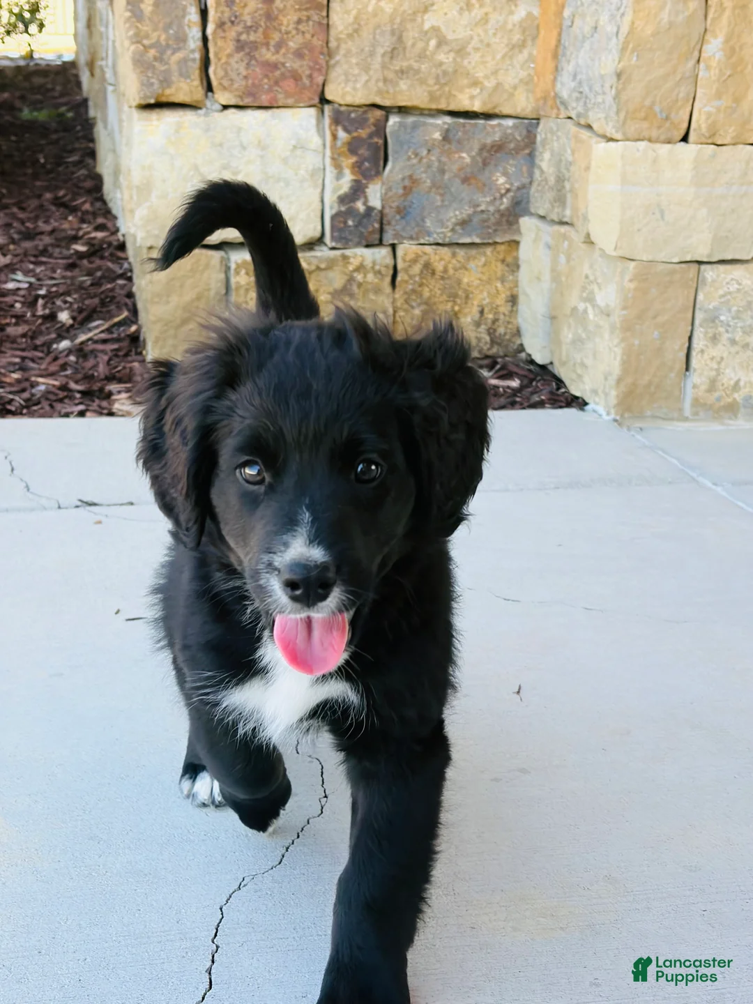 Mixed Breed dogs for sale: Bella - Ad 2
