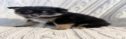 Pomsky dogs for sale: amellia - Ad 3