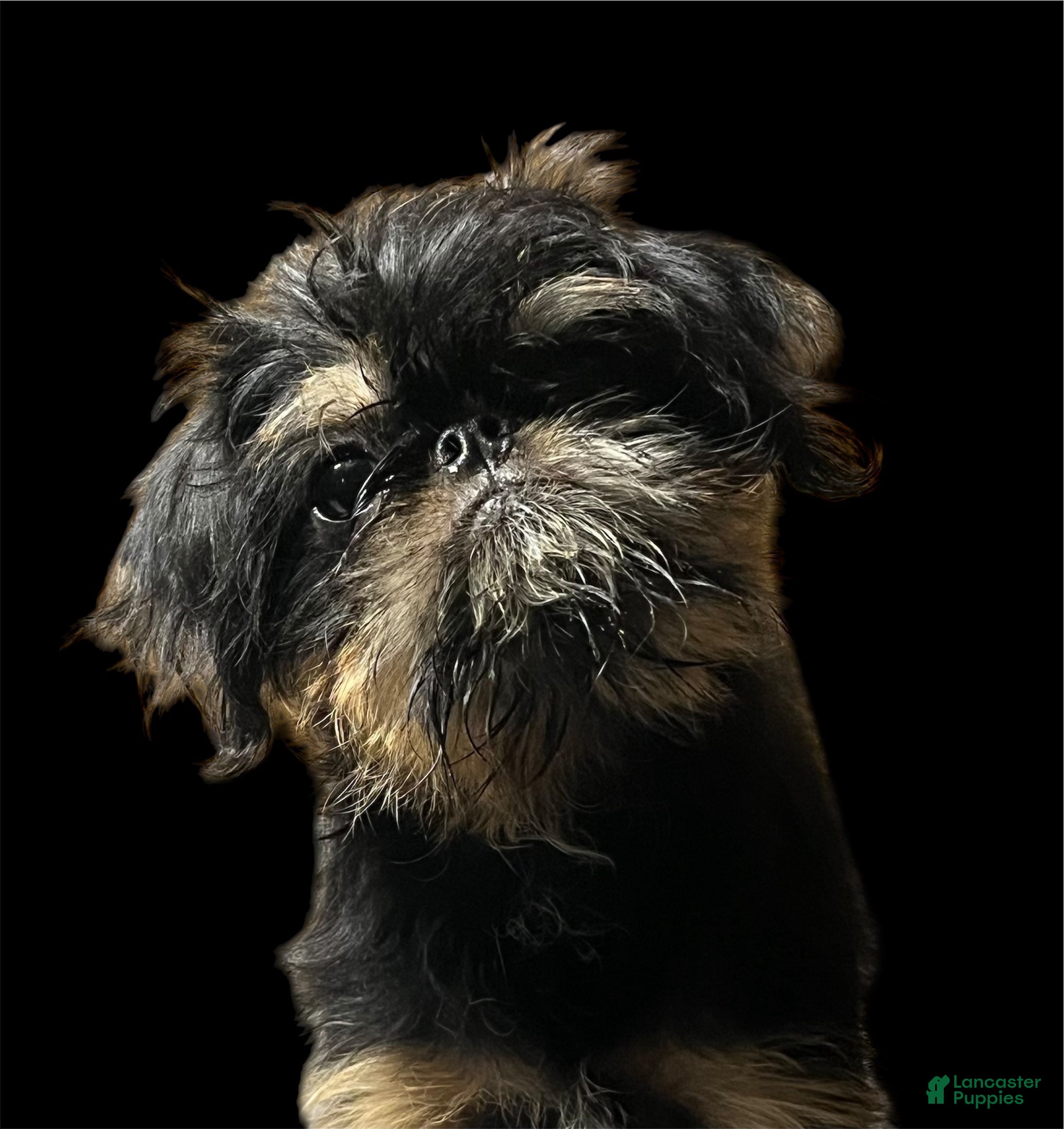 Brussels Griffon dogs Brussels Griffon Male - Ad 2
