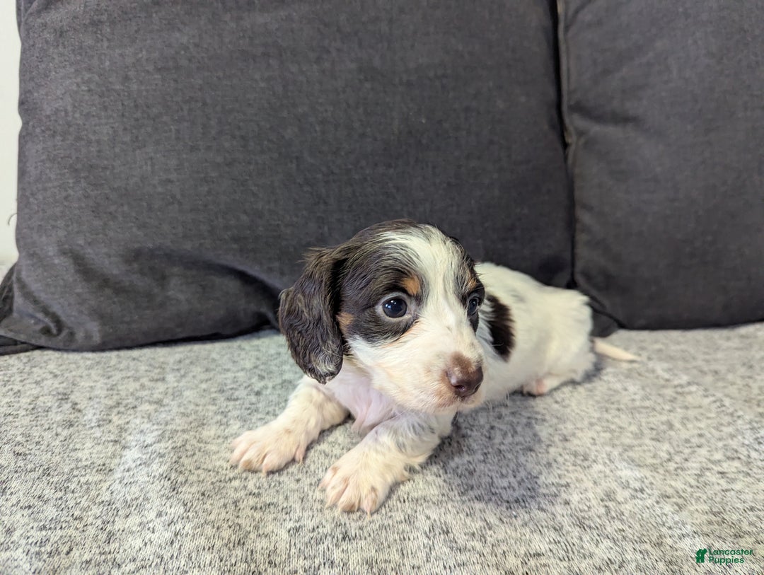Miniature Dachshund dogs for sale: Sky - Ad 2