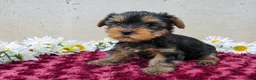 Yorkshire Terrier dogs for sale: Tracey - Ad 3