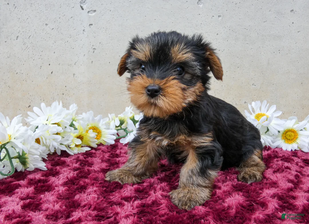 Yorkshire Terrier dogs for sale: Tracey - Ad 3