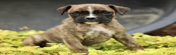 Boxer dogs for sale: Tori  - Ad 3