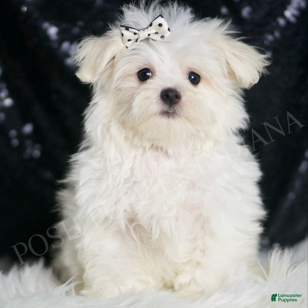 Maltese dogs Dior - Ad 1