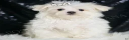 Maltese dogs for sale: Dior - Ad 1