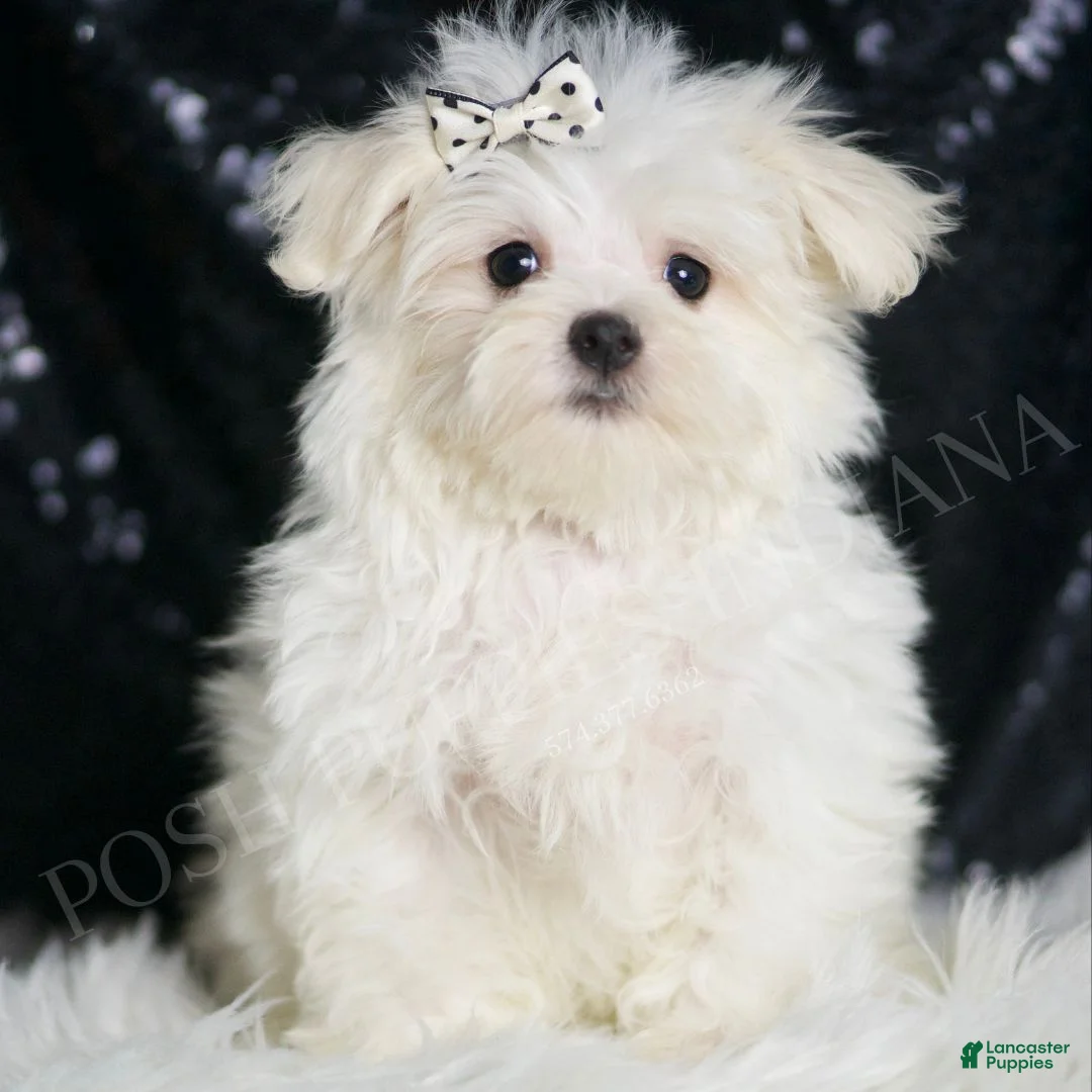 Maltese dogs for sale: Dior - Ad 1