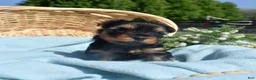 Yorkshire Terrier dogs for sale: Cheerio - Ad 3