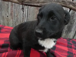 Mixed Breed dogs Mixed Breed Puppy 5 Sassy - Ad 39