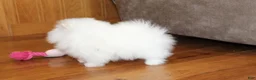Pomeranian dogs for sale: Teacup Pamela - Ad 14