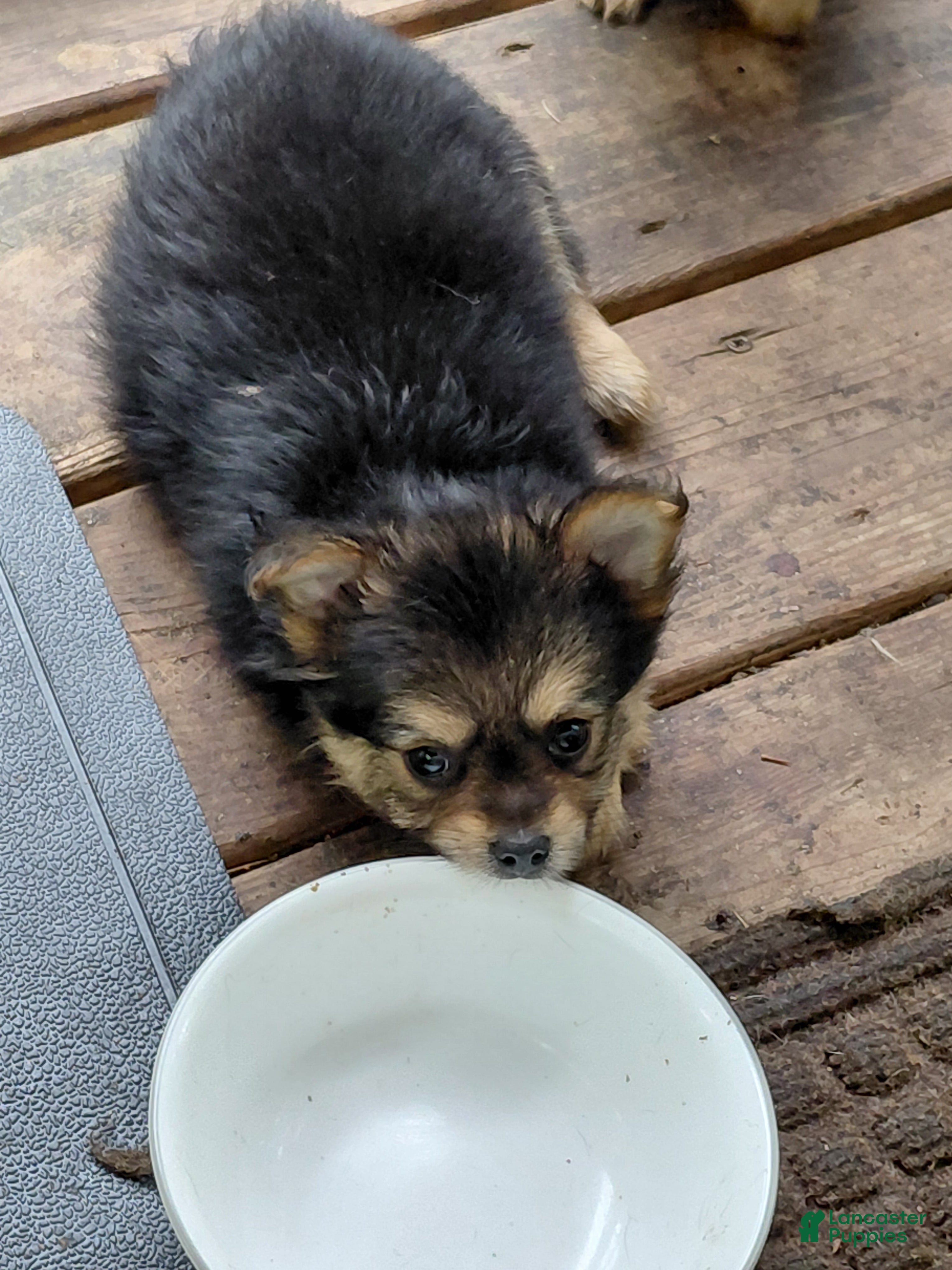 Mixed Breed dogs Margaret Corbin AKA Captain Molly - Ad 1