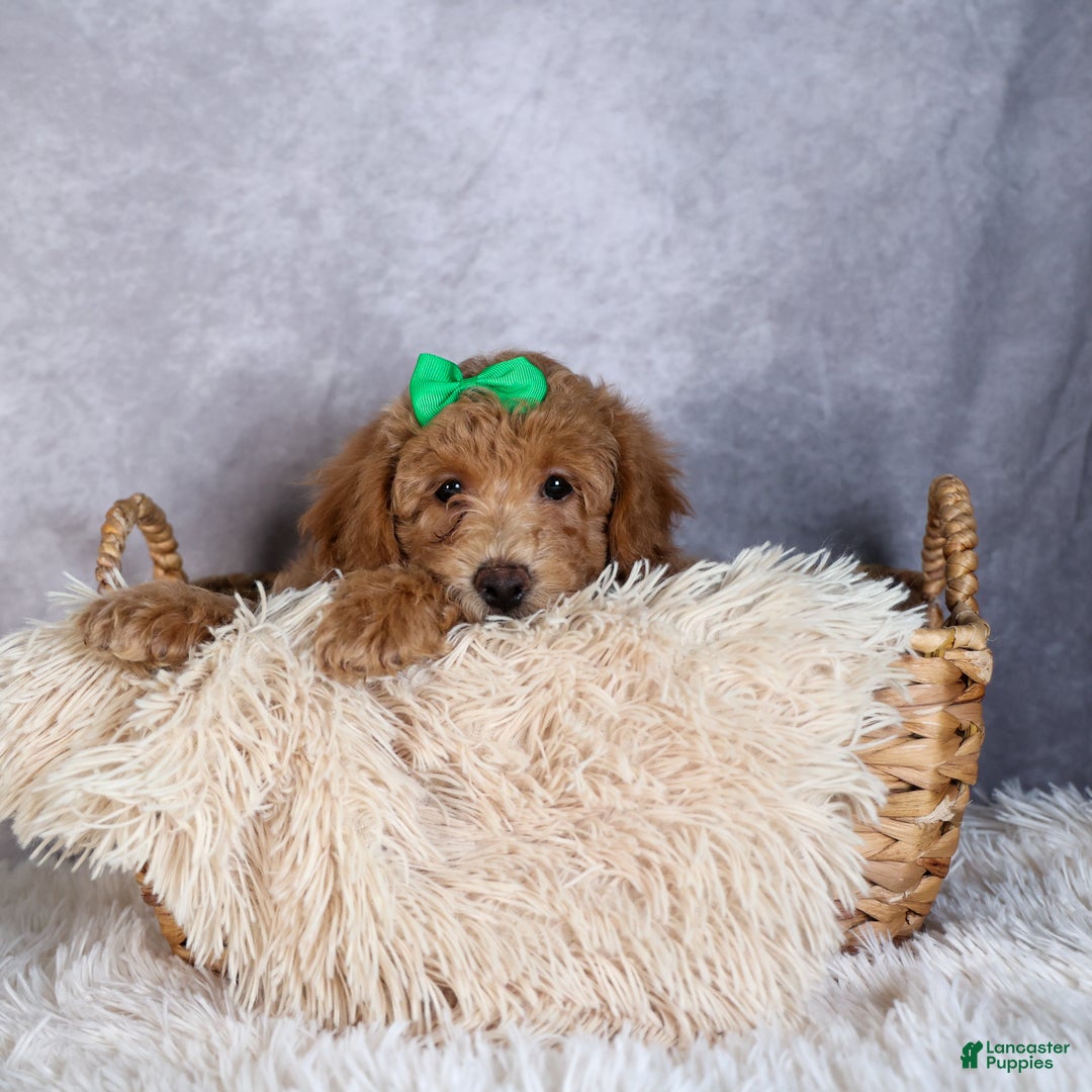 Shihpoo dogs for sale: Elmo - Ad 4