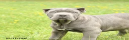 Cane Corso dogs for sale: Coral - Ad 5