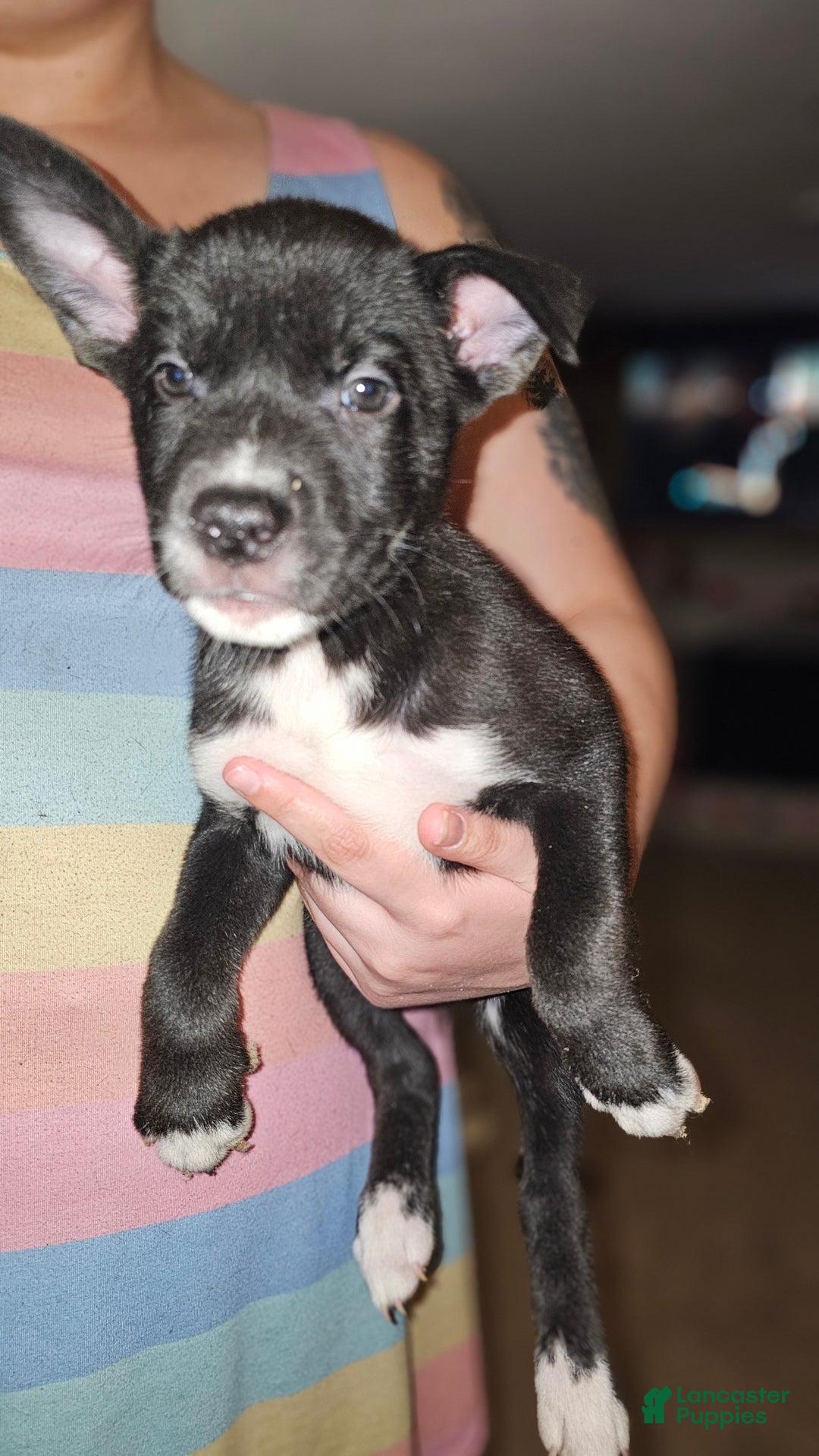 Mixed Breed dogs for sale: Darla - Ad 5