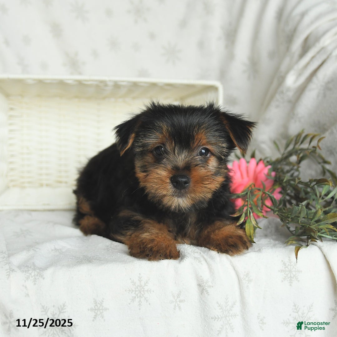 Yorkshire Terrier dogs for sale: Lucky - Ad 4