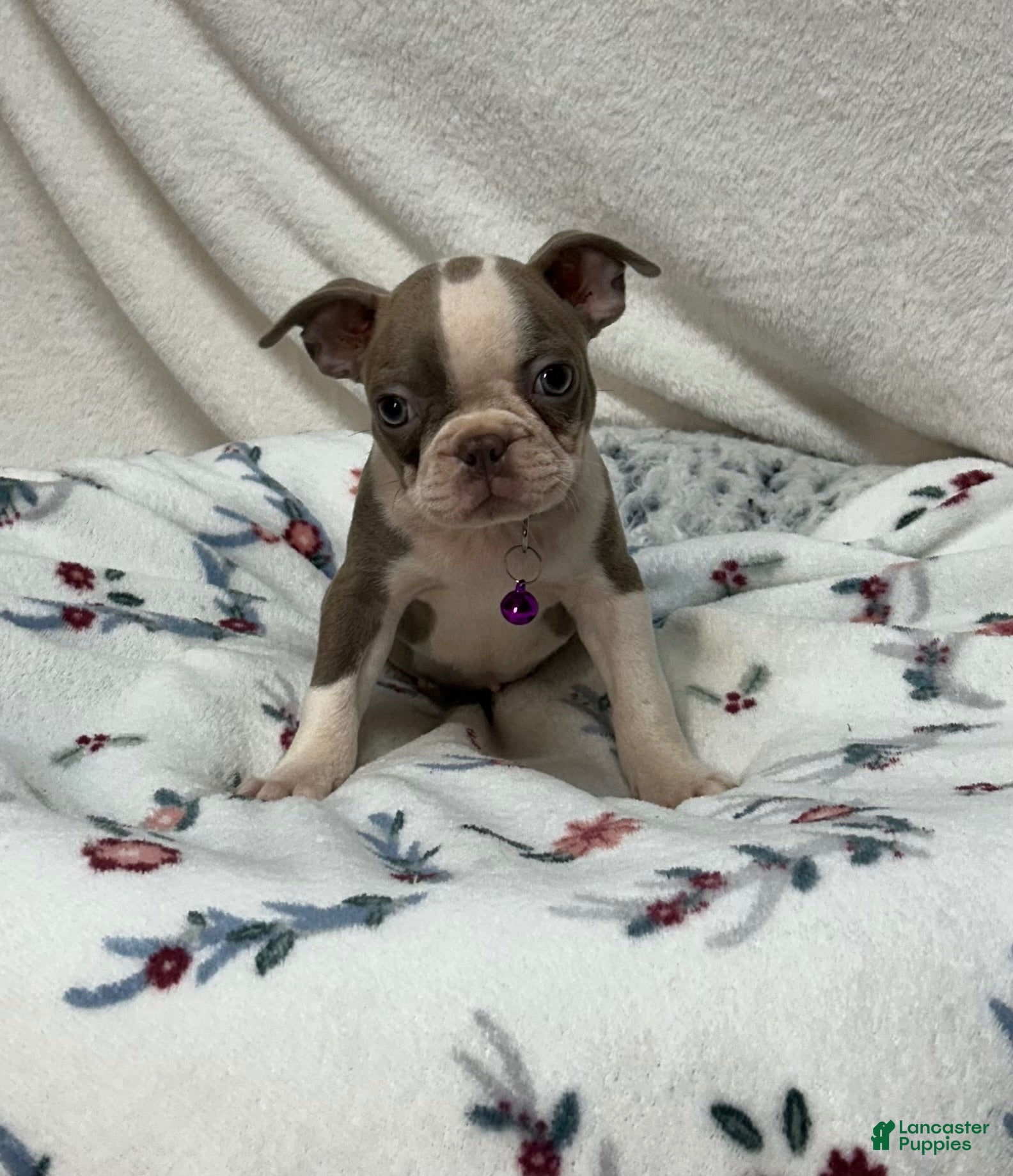 Boston Terrier dogs Dee - Ad 1